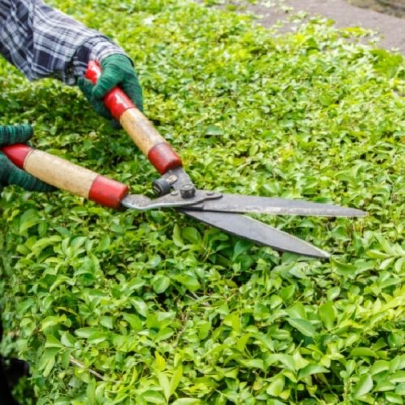Limpeza e Jardinagem Fortaleza - Serviço de Jardinagem